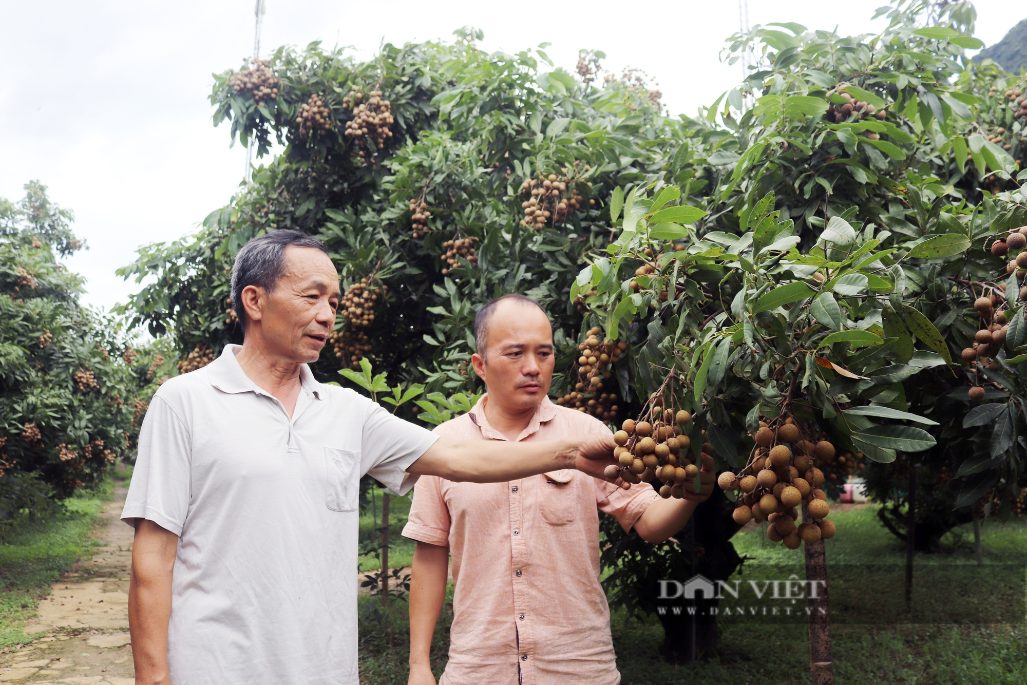 Thứ quả "mắt rồng" vào mùa, giá lại cao gấp đôi năm ngoái, người dân một xã ở Hòa Bình thu khoản lớn- Ảnh 4.