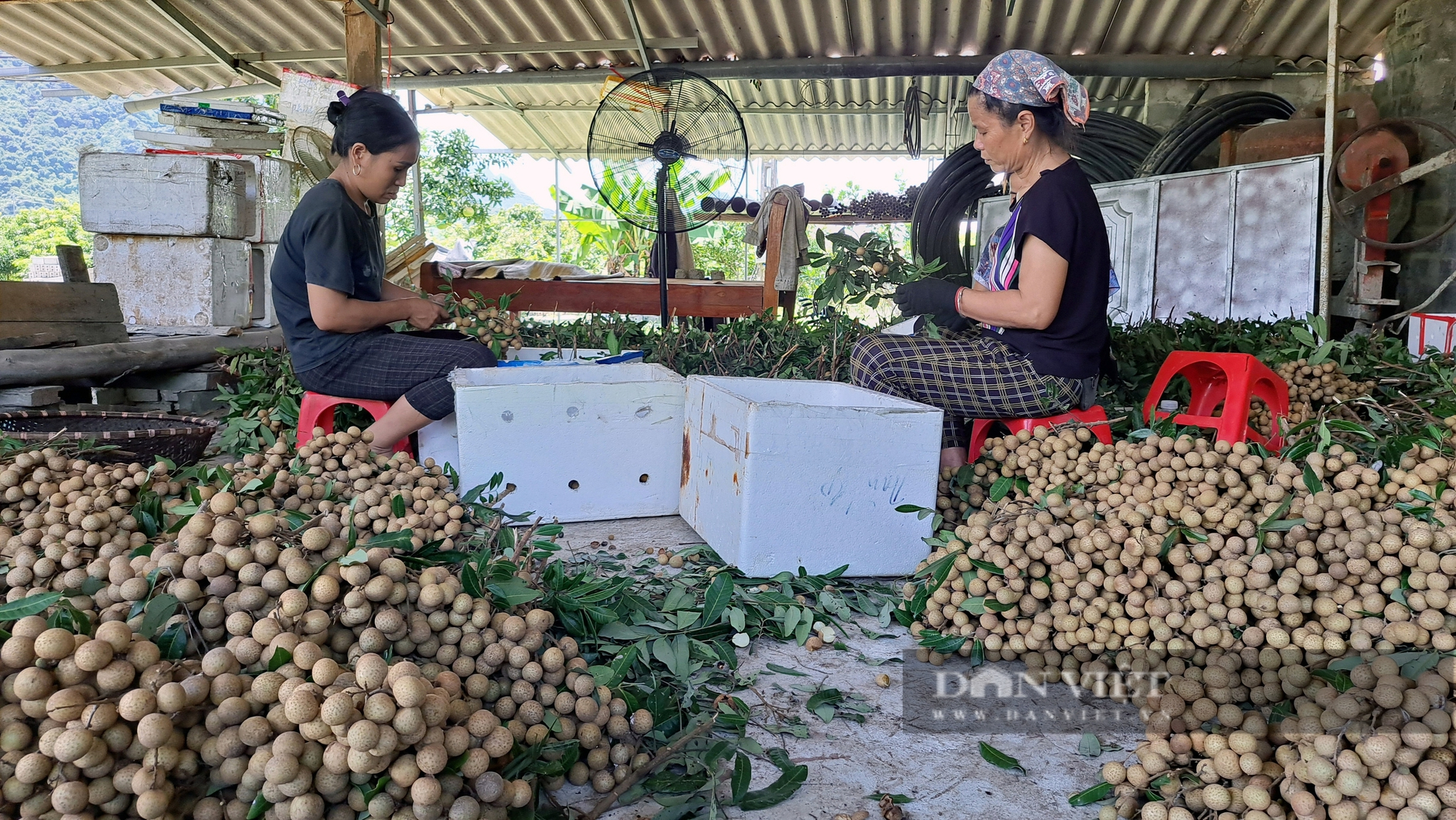 Thứ quả "mắt rồng" vào mùa, giá lại cao gấp đôi năm ngoái, người dân một xã ở Hòa Bình thu khoản lớn- Ảnh 5.