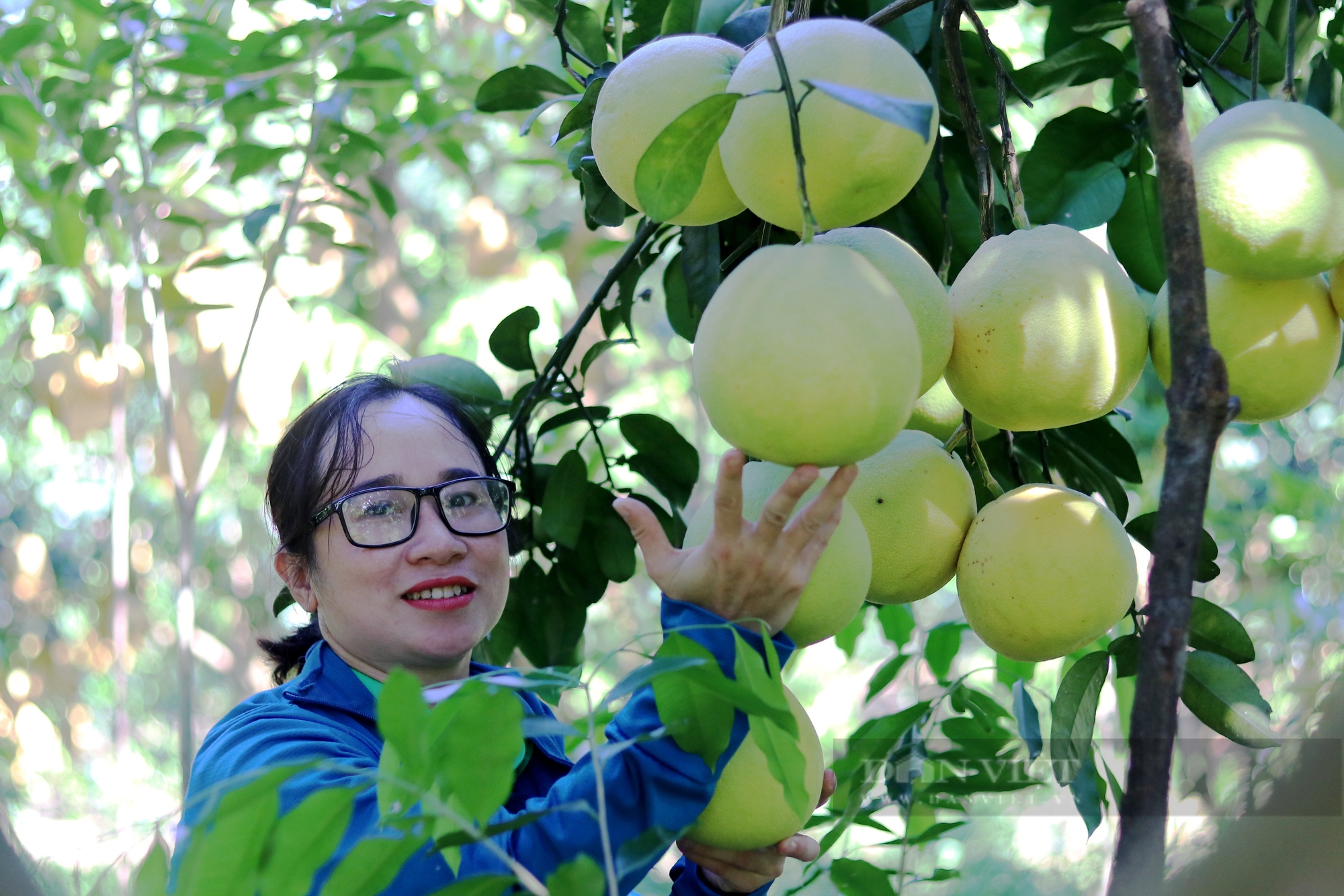 Chuyện lạ: Nông dân Hà Tĩnh đóng bảo hiểm xã hội tự nguyện bằng... cây bưởi Phúc Trạch- Ảnh 2.