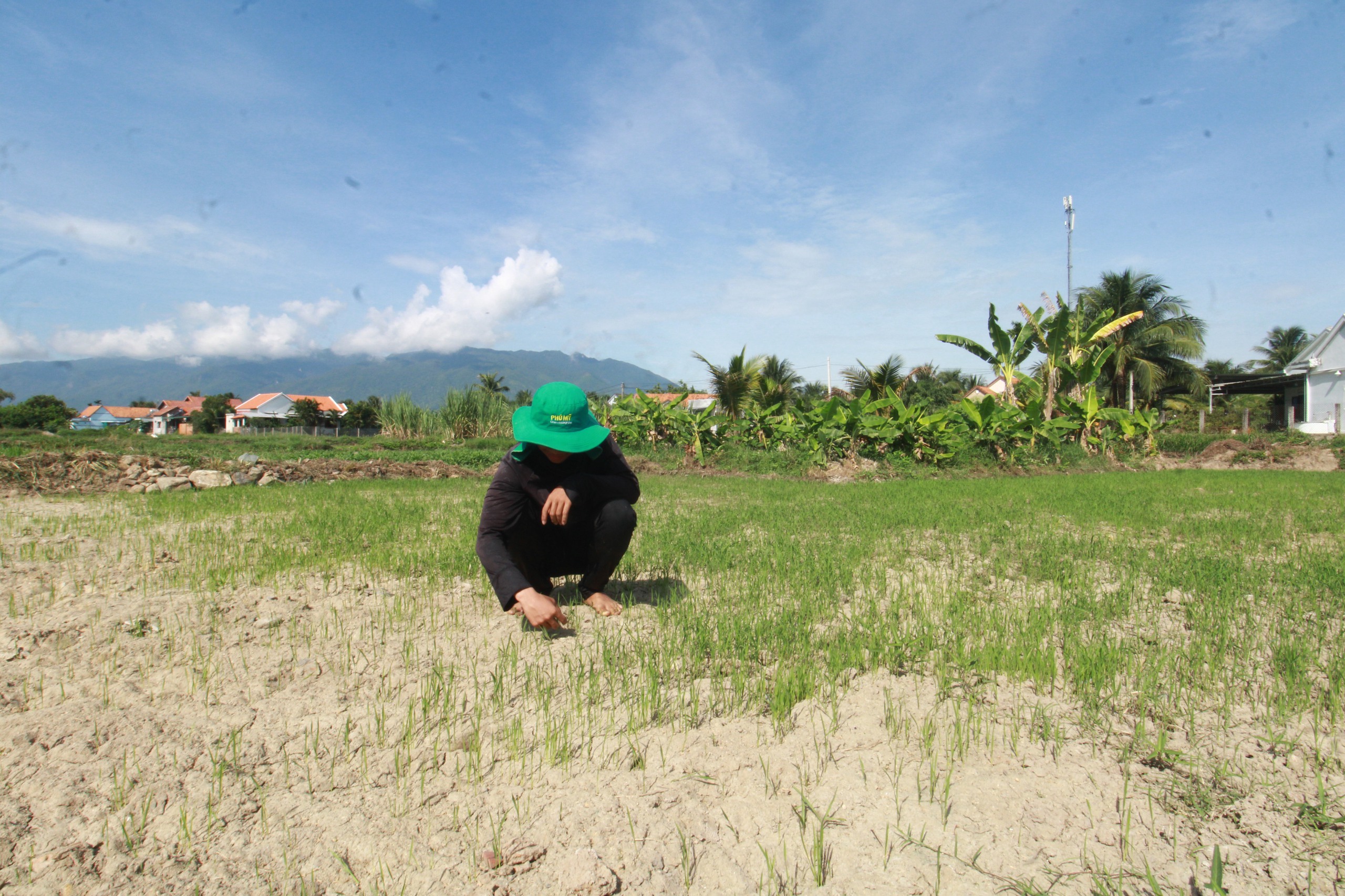 UBND tỉnh Khánh Hòa yêu cầu Sở NNPTNT, thị xã Ninh Hòa kiểm tra, xử lý thông tin báo Dân Việt phản ánh- Ảnh 2.