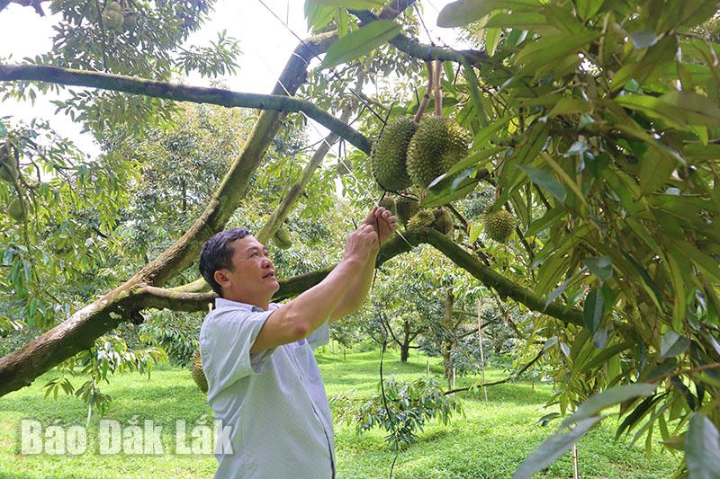 Mời tỷ phú sầu riêng Tiền Giang về dạy, ông nông dân Đắk Lắk thu hàng chục tỷ từ 500 cây "vua" - Ảnh 1.