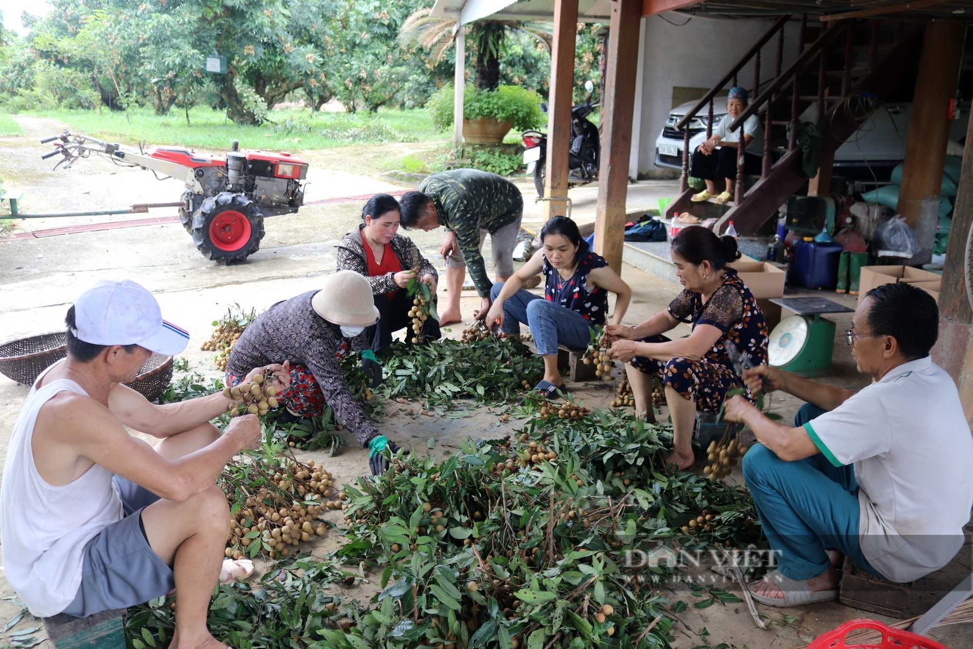 Thứ quả "mắt rồng" vào mùa, giá lại cao gấp đôi năm ngoái, người dân một xã ở Hòa Bình thu khoản lớn- Ảnh 7.