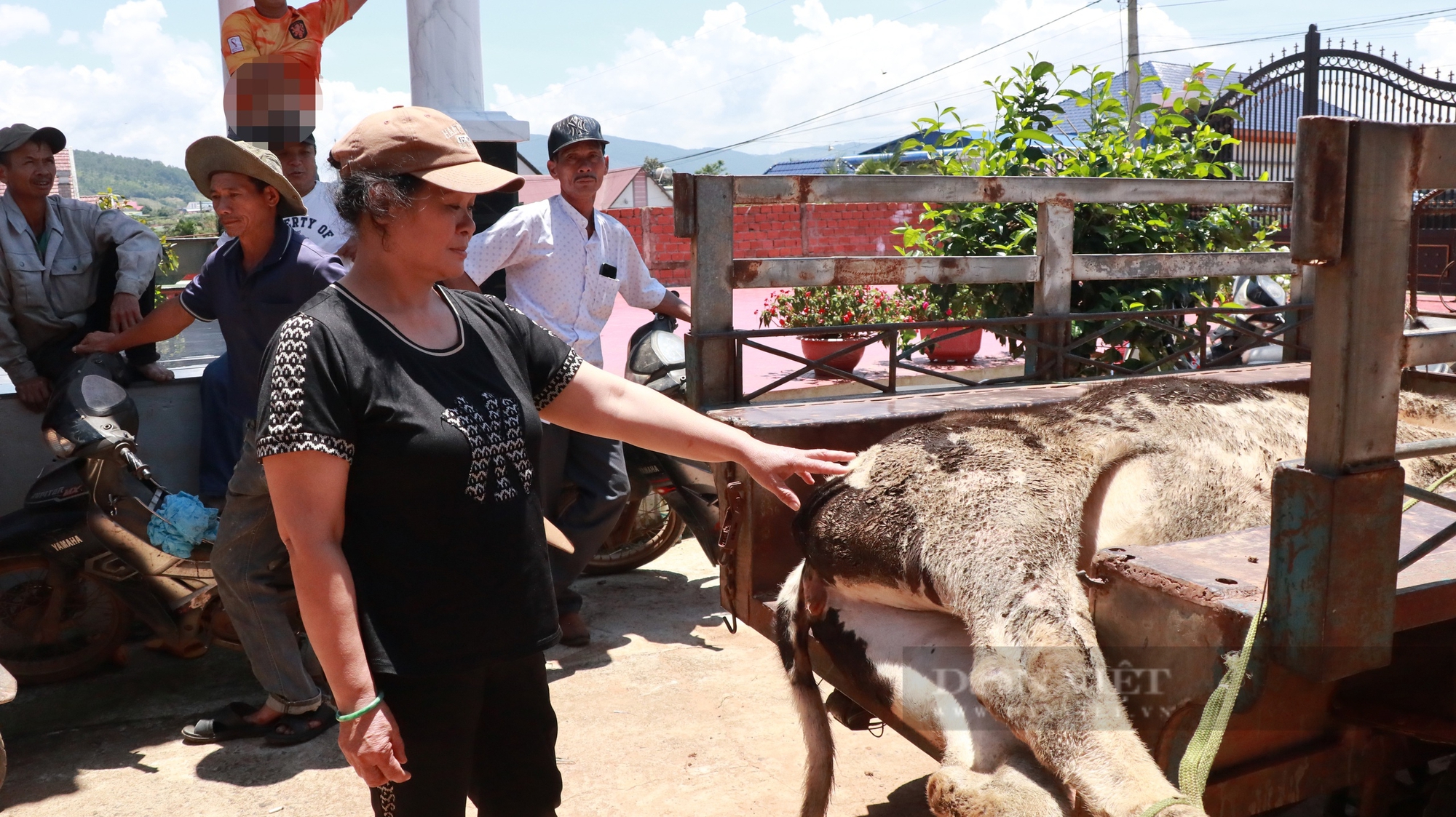 Bò sữa ở Lâm Đồng tự dưng chết bất thường hàng loạt, dân chăn nuôi bò hoang mang- Ảnh 5.