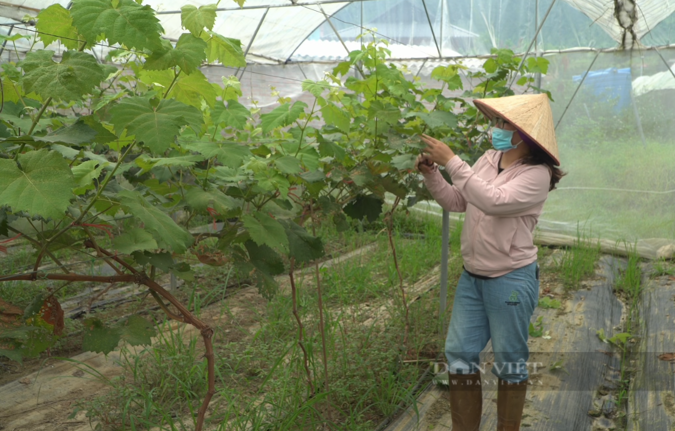 Nông nghiệp tuần hoàn giúp người nông dân một huyện ở Lai Châu phát triển kinh tế bền vững- Ảnh 3.