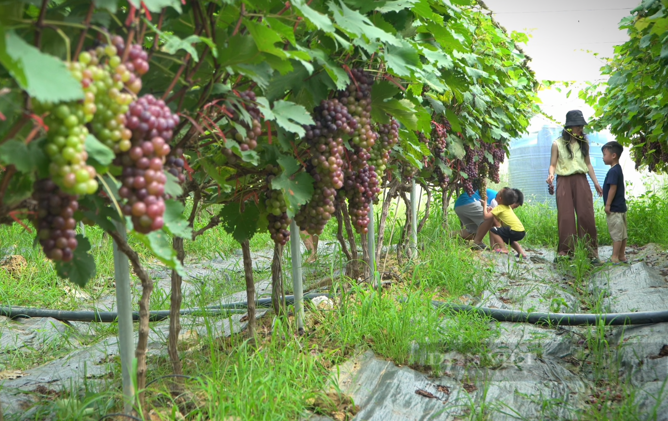 Nông nghiệp tuần hoàn giúp người nông dân một huyện ở Lai Châu phát triển kinh tế bền vững- Ảnh 5.