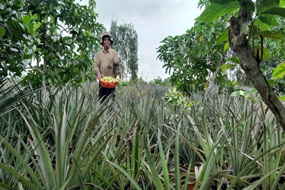 Cho 2 cây ăn trái này chung ruộng, ai ngờ cây nào cũng ra trái quá trời, một ông nông dân Hậu Giang giàu lên - Ảnh 1.