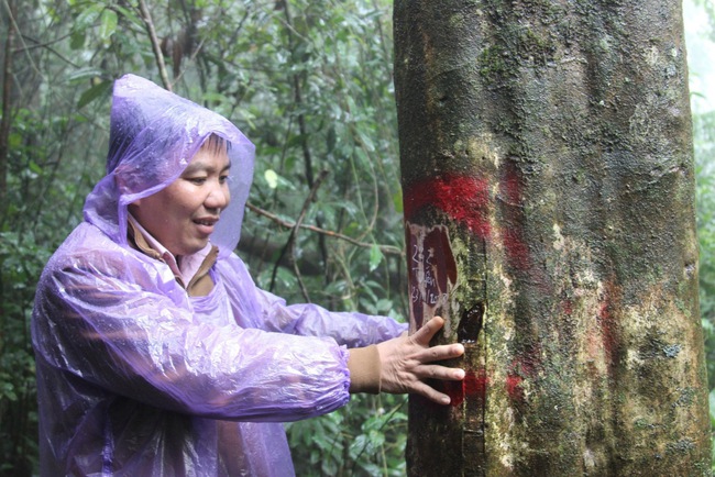 Loại chè "tiến vua" đặc biệt ở một huyện miền núi Bình Định bị cấm chặt phá- Ảnh 1.