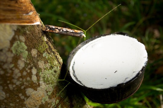 Nguồn cung gián đoạn tại Thái Lan đẩy giá cao su tăng vọt - Ảnh 1.