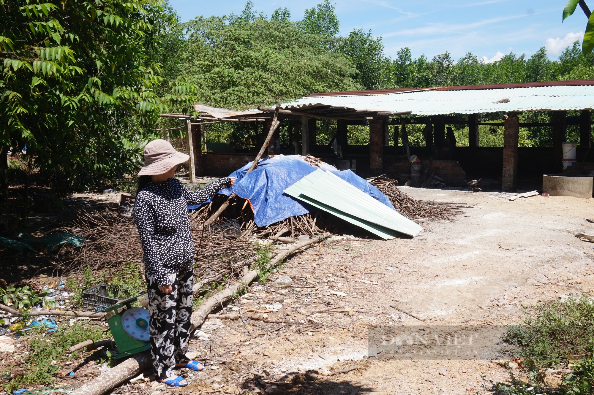 Đà Nẵng khẩn trương khoanh vùng, dập ổ dịch tả lợn châu Phi- Ảnh 2.