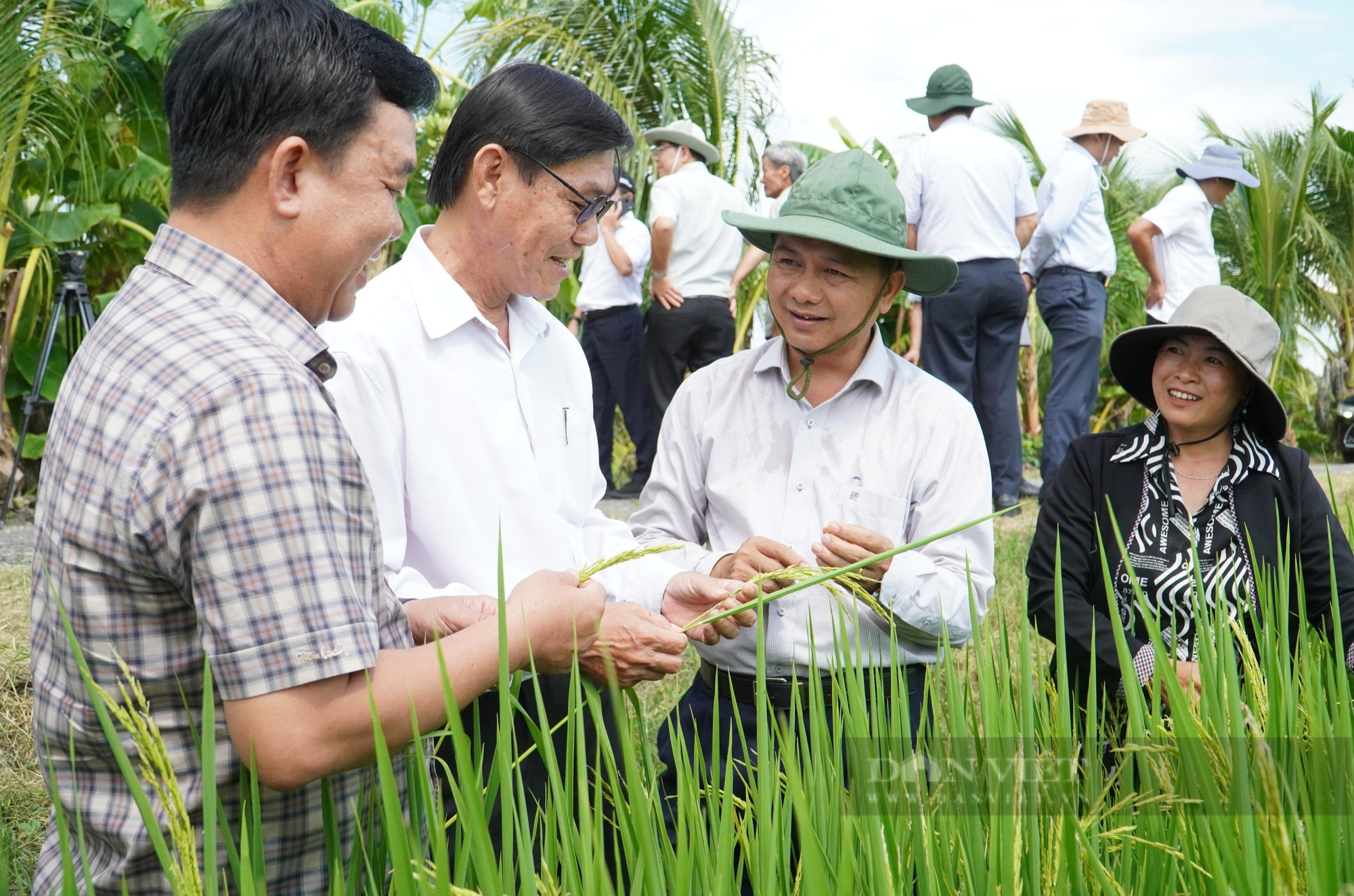 Chủ tịch tỉnh Sóc Trăng: "Mô hình thí điểm đề án 1 triệu ha lúa chất lượng cao, phát thải thấp chưa được bài bản" - Ảnh 1.