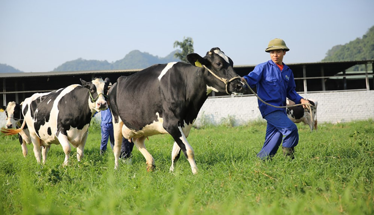 Doanh thu tăng trưởng vì sao lợi nhuận của Mộc Châu Milk và Hanoimilk vẫn sụt giảm mạnh? - Ảnh 2.