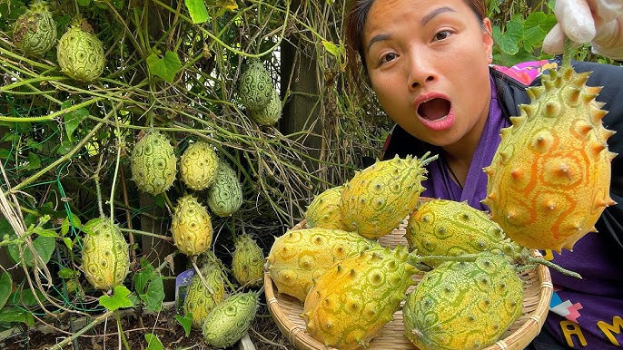 Loại quả đầy gai tua tủa rất giàu vitamin và khoáng chất, trông xa như “hải sâm” mọc trên cây- Ảnh 2.