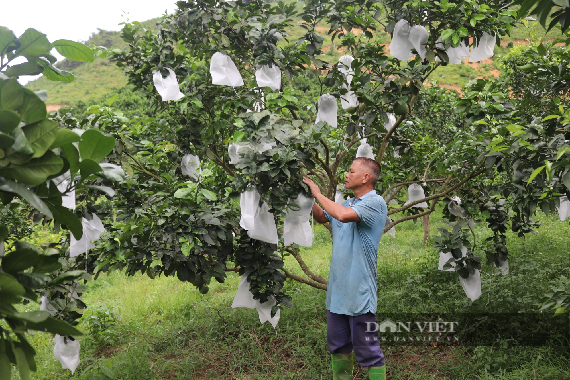 Gặp những Nông dân Việt Nam xuất sắc ở Hòa Bình- Ảnh 4.