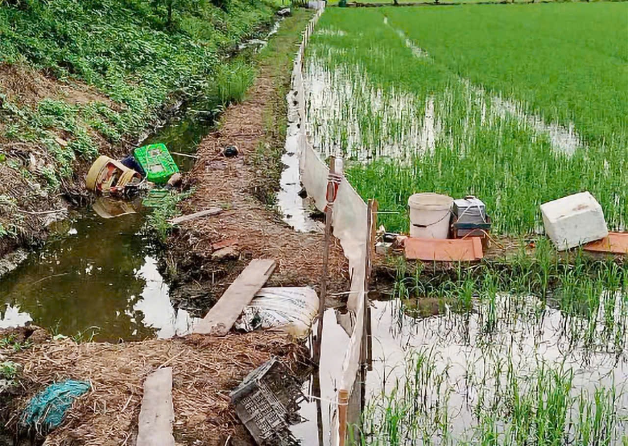 Góc nhìn pháp lý vụ giăng điện bẫy chuột bảo vệ ruộng, làm chết hàng xóm ở An Giang- Ảnh 2.