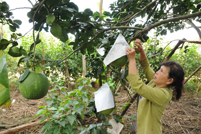 Phụ nữ Đồng Nai nuôi gà tre thảo dược, lên men rượu bưởi, chế biến gừng nghệ làm đặc sản - Ảnh 1.