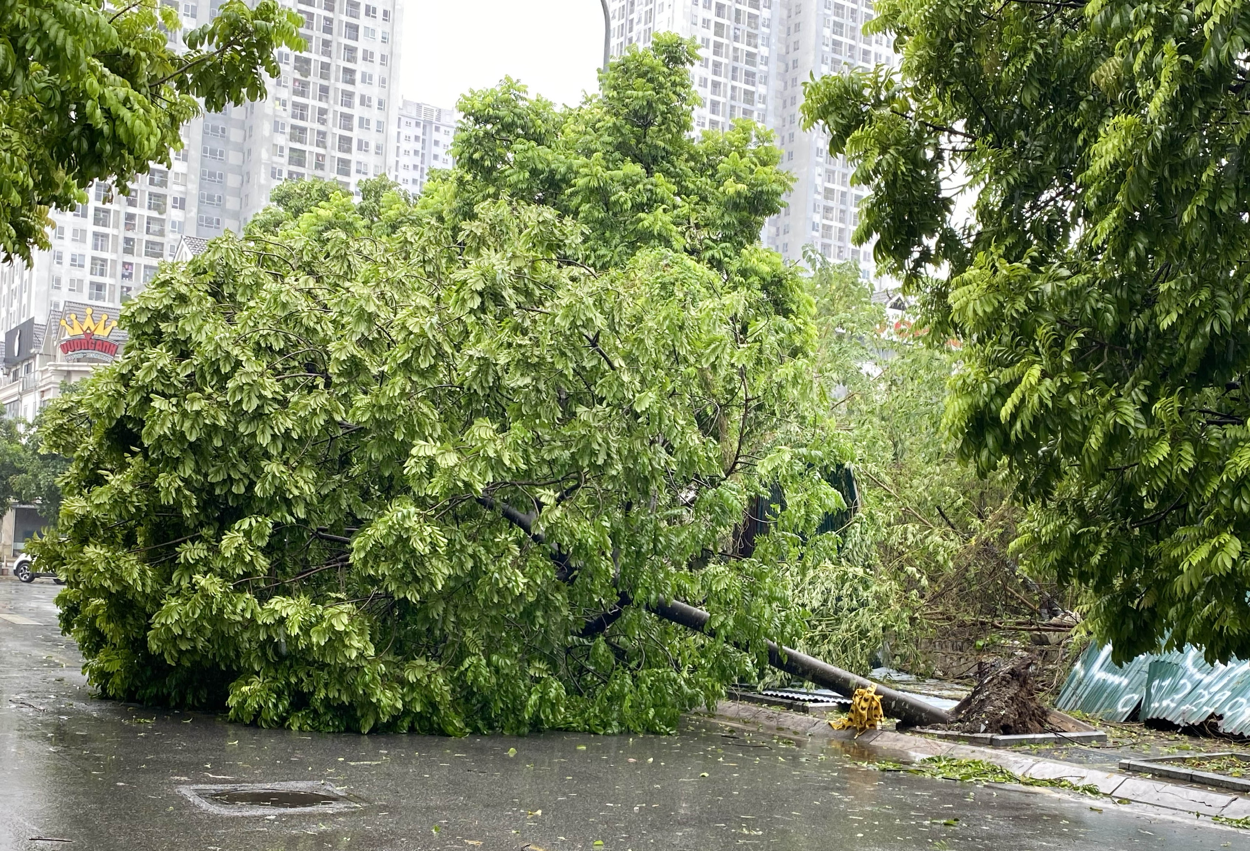 Thạc sỹ Nguyễn Hoàng Hào, Viện Điều tra, Quy hoạch rừng (Bộ NNPTNT): Những bài toán mà cây xanh Hà Nội đang phải đối mặt - Ảnh 1.