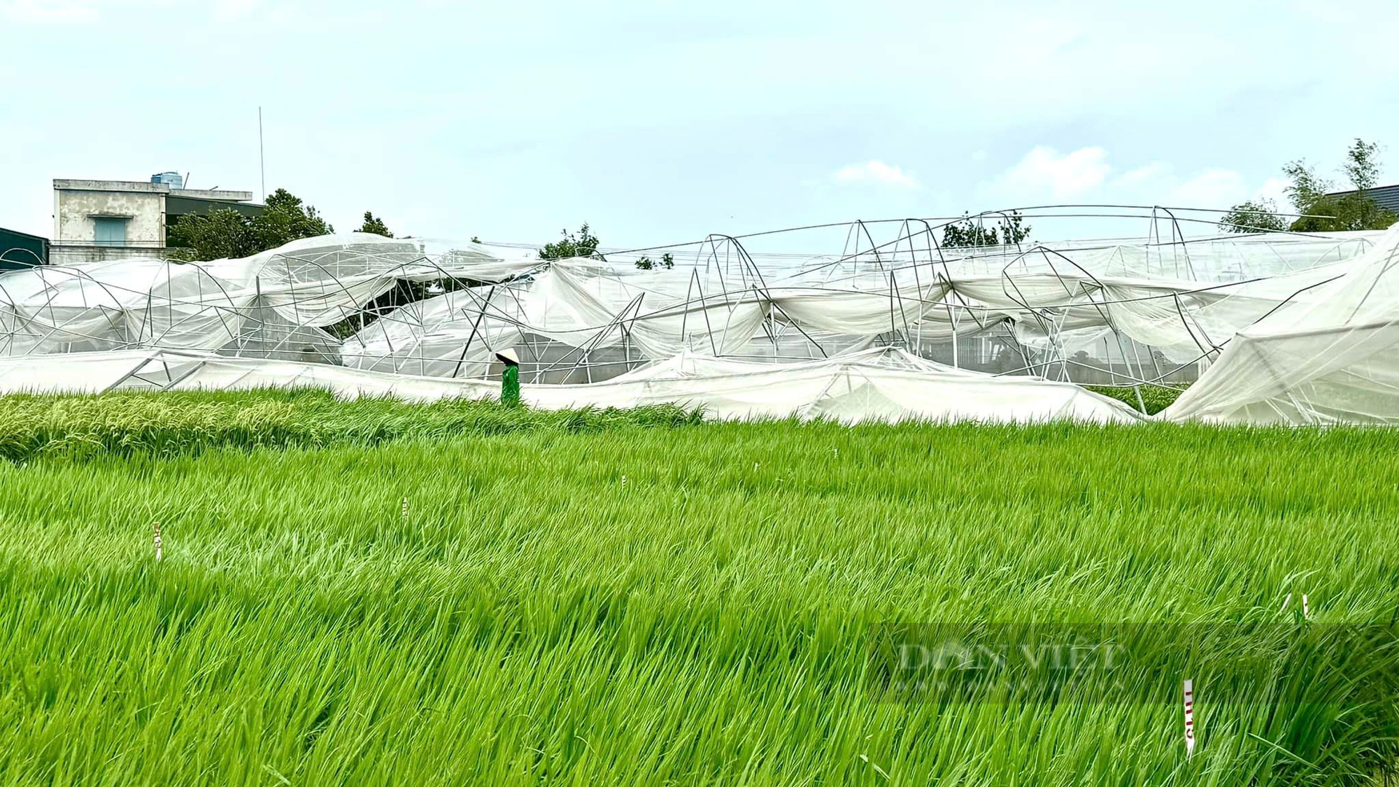 Thái Bình thiệt hại hàng nghìn tỷ đồng, một trung tâm nghiên cứu giống cây trồng nổi tiếng cả nước tan hoang sau bão - Ảnh 2.