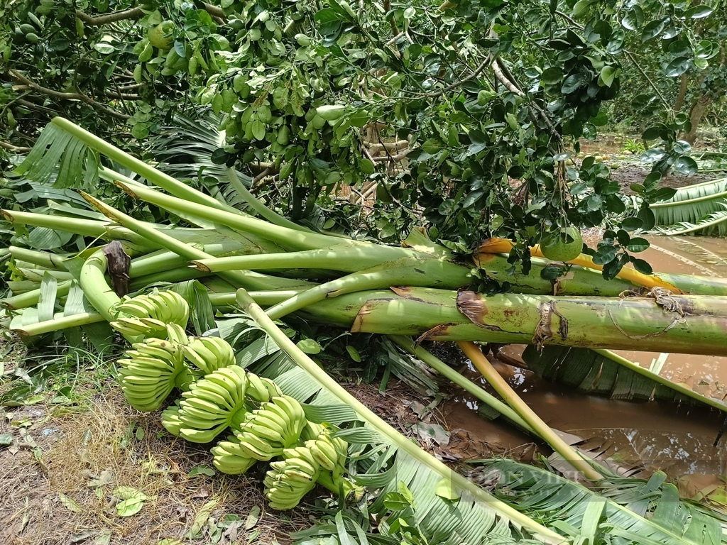 Nông dân Hưng Yên rơi nước mắt bên vườn cây ăn quả tan hoang sau bão số 3 - Ảnh 3.