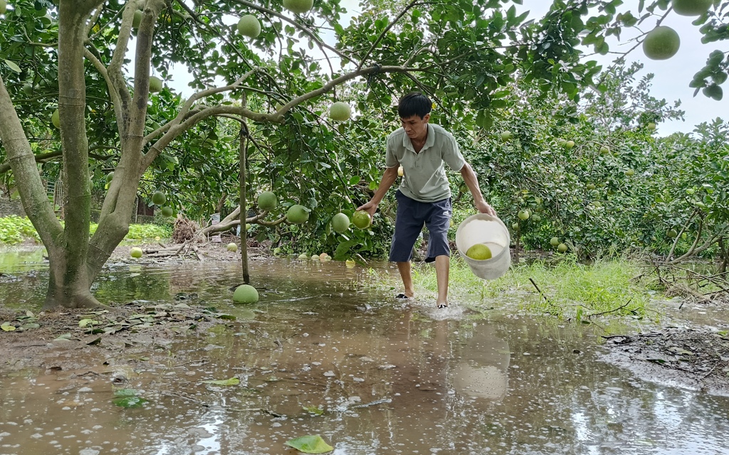 Cục Trồng trọt: Khẩn trương thoát nước, tiêu úng, không lo thiếu hạt giống vụ đông  - Ảnh 2.