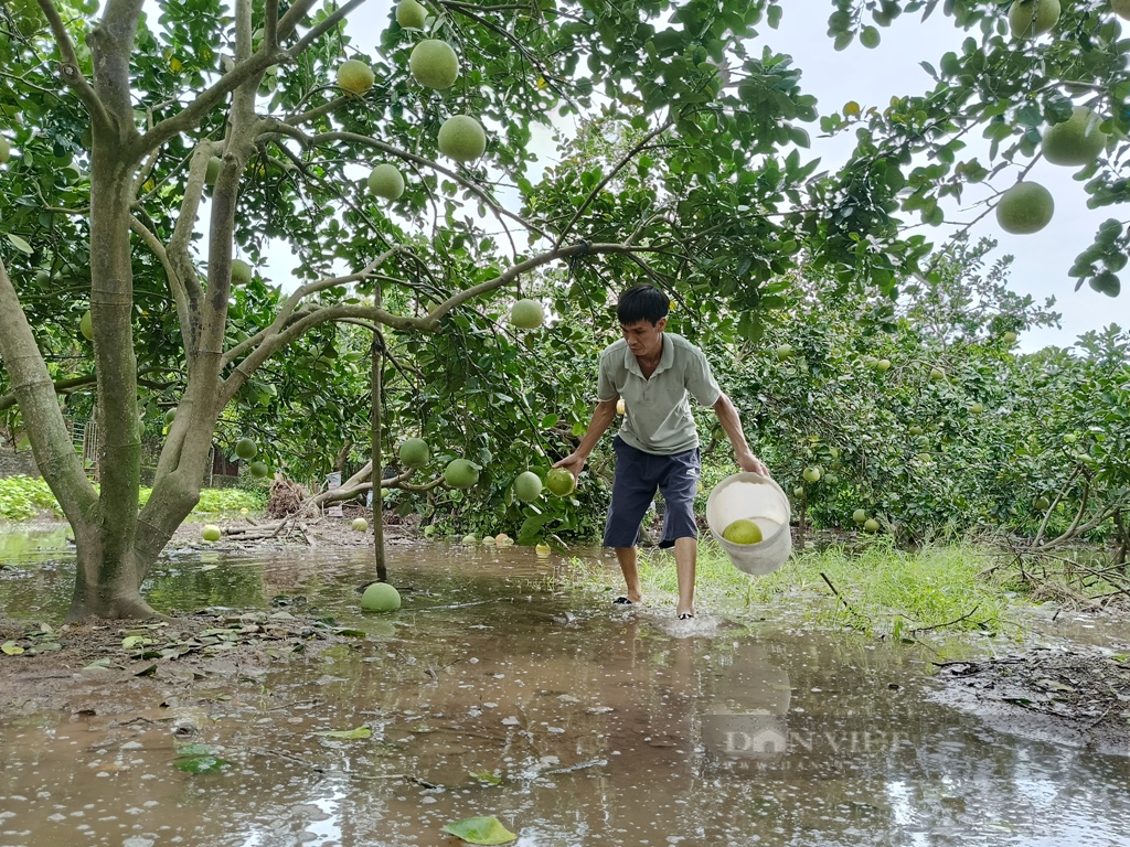 Nông dân Hưng Yên rơi nước mắt bên vườn cây ăn quả tan hoang sau bão số 3 - Ảnh 5.