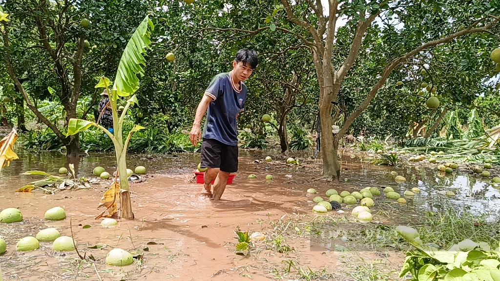 Nông dân Hưng Yên rơi nước mắt bên vườn cây ăn quả tan hoang sau bão số 3 - Ảnh 7.