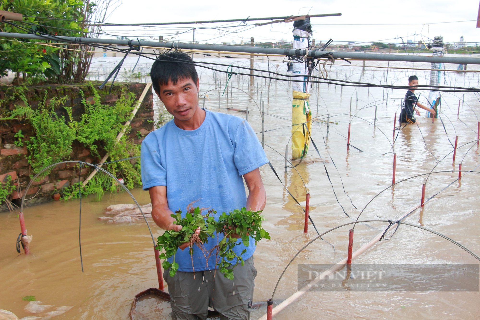 Nhiều diện tích hoa cúc ở một xã của Nam Định bị ngập sâu trong nước, có nguy cơ "mất trắng"- Ảnh 1.