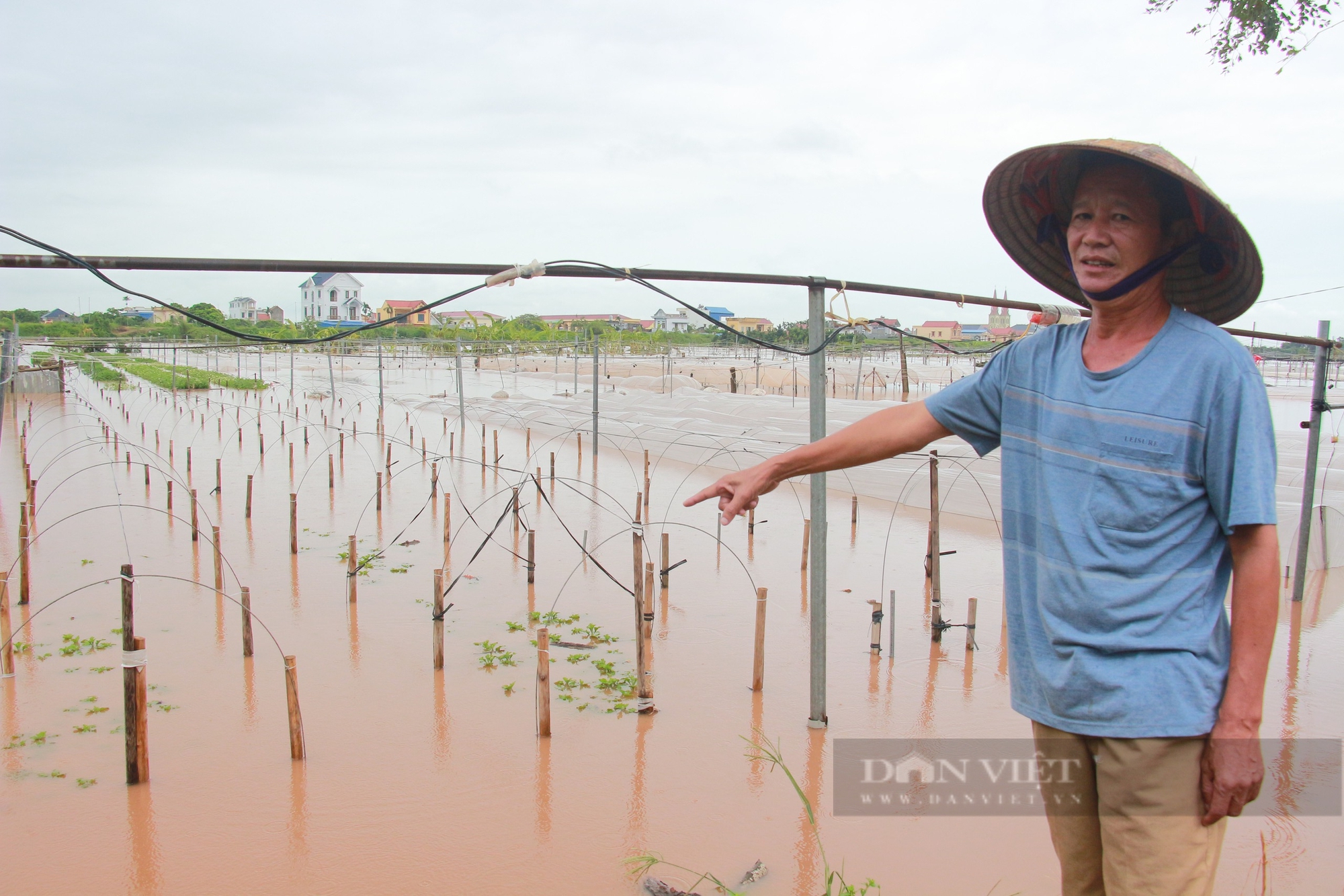 Nhiều diện tích hoa cúc ở một xã của Nam Định bị ngập sâu trong nước, có nguy cơ "mất trắng"- Ảnh 3.