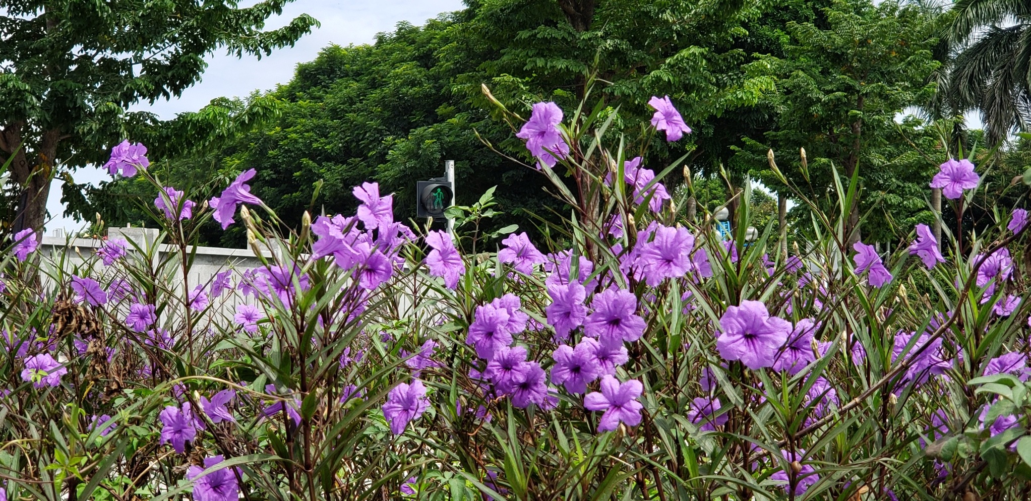 Cây cảnh dân dã đẹp mơ màng, tên gọi lãng mạn, xưa như cỏ dại, nay là 