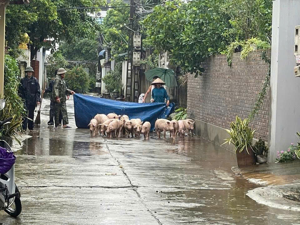 Hội Nông dân Hà Nội triển khai nhiều hoạt động hỗ trợ hội viên khắc phục hậu quả do bão lũ - Ảnh 1.