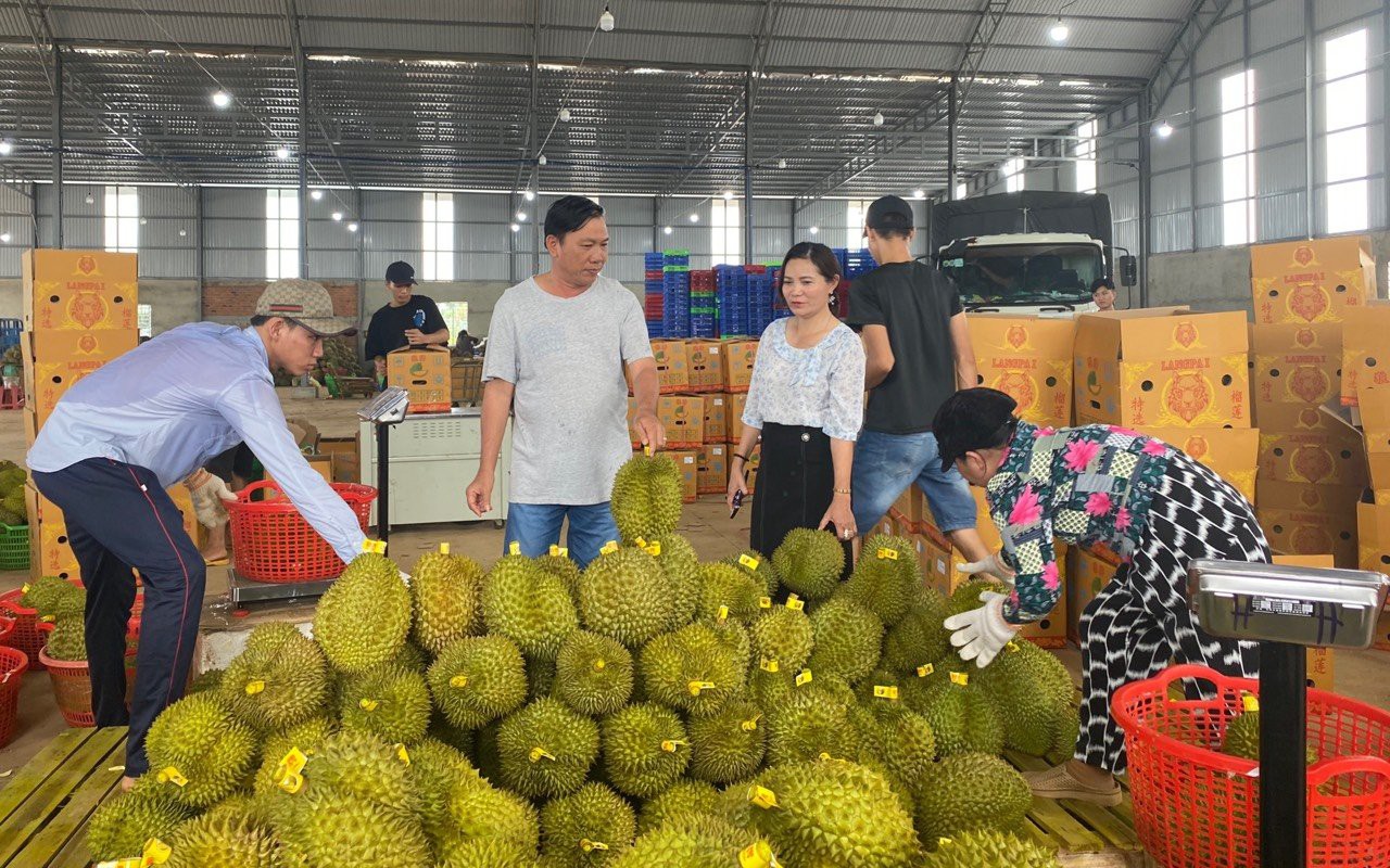 Việt Nam gần như "cạn sạch" hồ tiêu, giá xuất khẩu tăng cao chưa từng có - Ảnh 3.