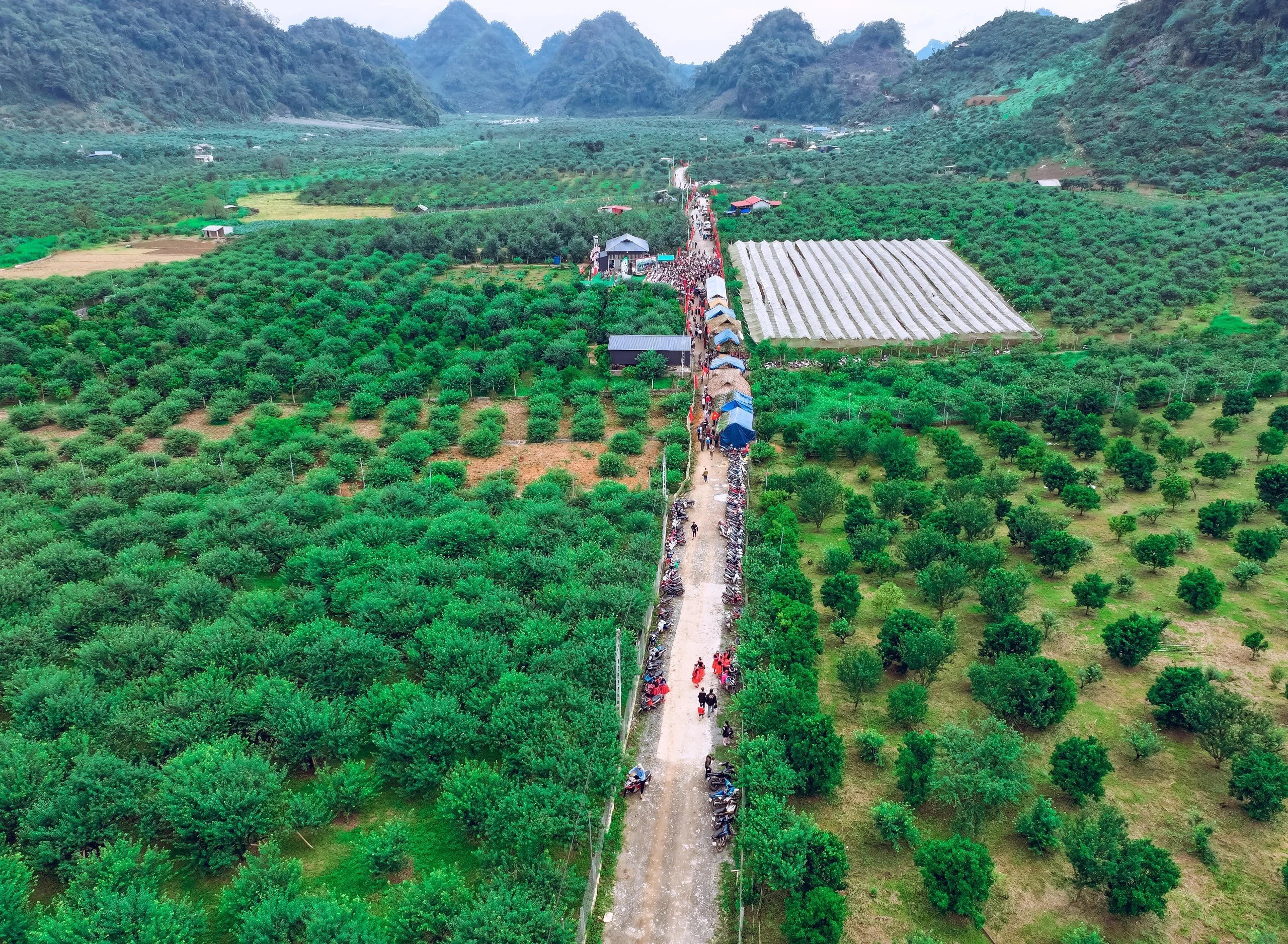 Điểm du lịch thung lũng mận Nà Ka ở Mộc Châu ngập trong biển nước - Ảnh 3.