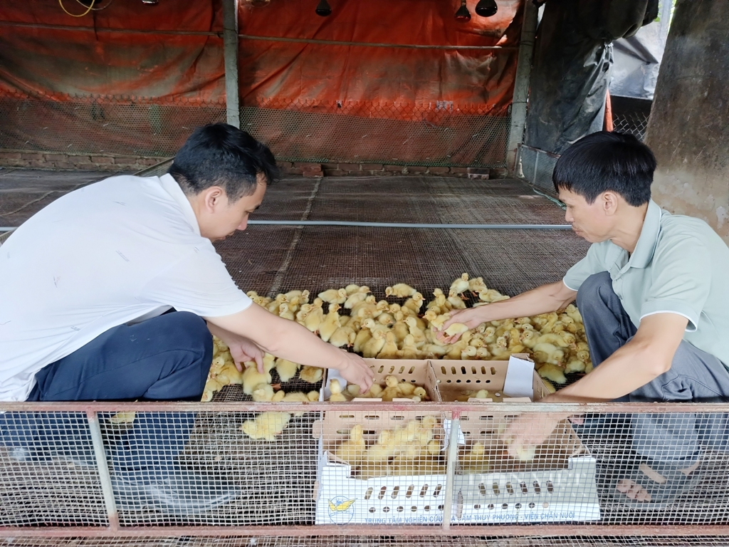 Đang nuôi vịt có lãi hàng trăm triệu đồng/năm, nhiều nông dân ở Hưng Yên còn muốn bán tín chỉ carbon cho thế giới- Ảnh 3.