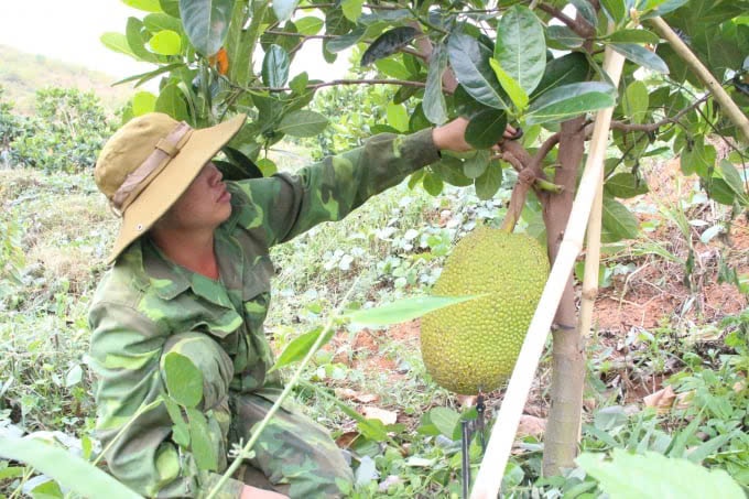 Liên kết trồng sầu riêng, mít Thái, doanh thu trên 50 tỷ đồng - Ảnh 3.