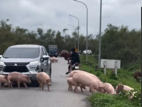 Xe ô tô tông đàn lợn qua đường ở Phú Xuyên, Hà Nội - Ảnh 1.