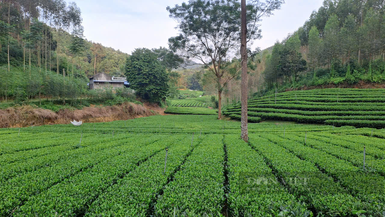 Khởi nghiệp thành công với nghề làm chè, anh nông dân Thái Nguyên thu 3 tỷ đồng mỗi năm- Ảnh 2.