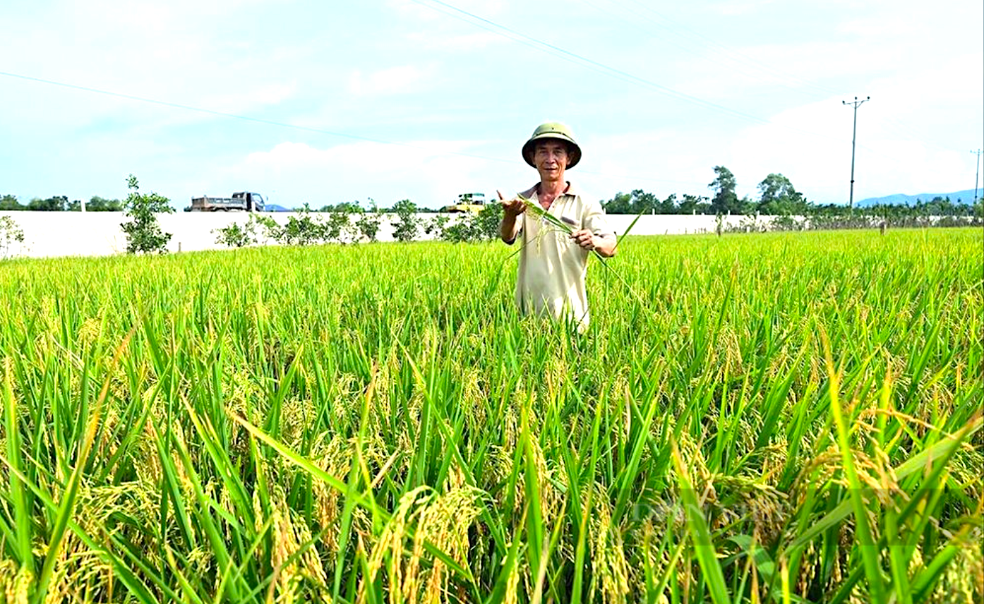 Nông dân Hà Tĩnh trồng giống lúa cạn, dễ trồng, năng suất cao.- Ảnh 1.