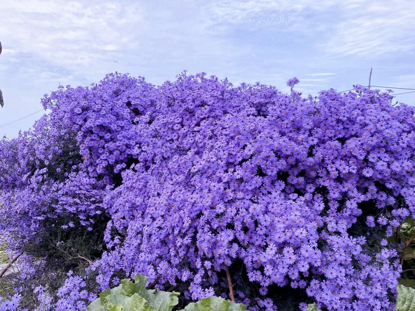 Cây cảnh dân dã, "vua hoa" nở nghìn bông, tựa đám mây tím khổng lồ, mang bình an may mắn vào nhà - Ảnh 5.