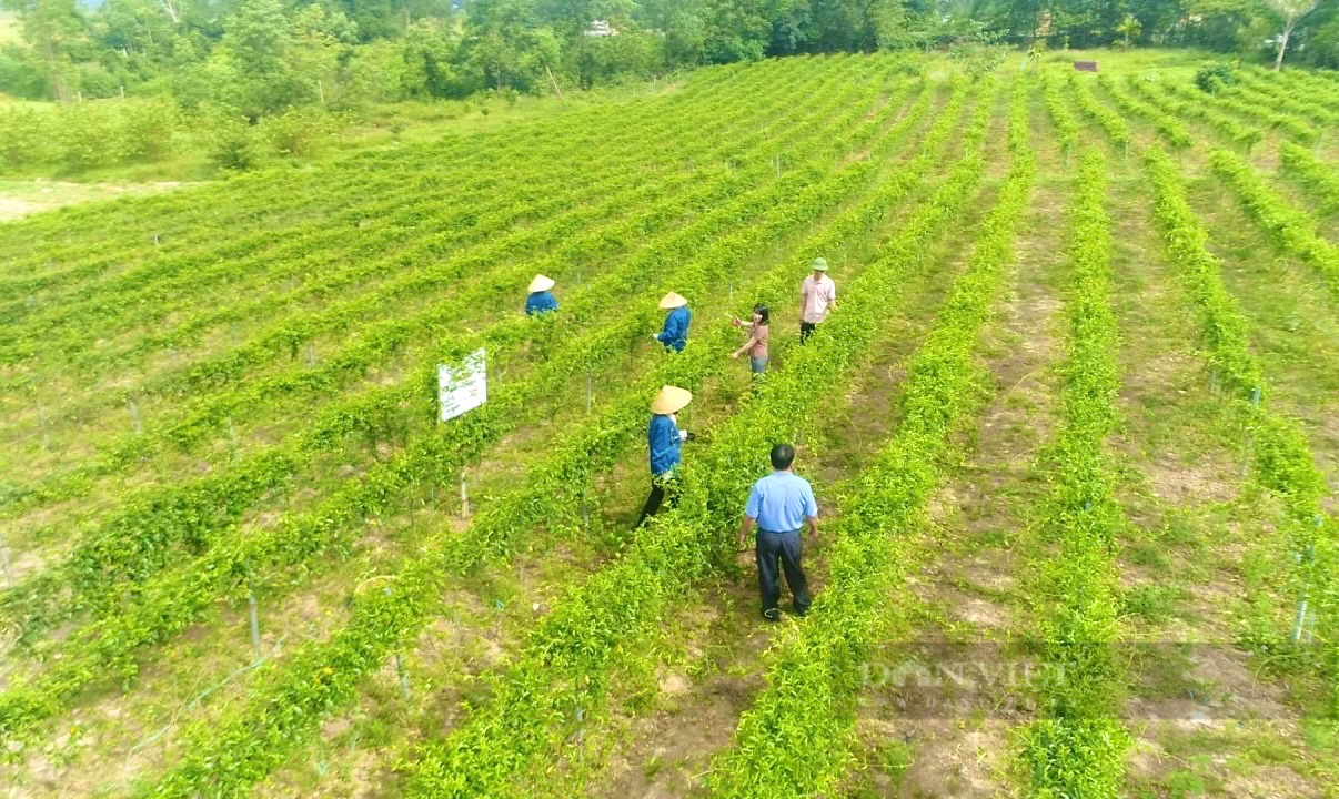 Quảng Bình: Nông dân mở cửa OCOP trong làng du lịch để giới thiệu sản phẩm tới du khách - Ảnh 1.