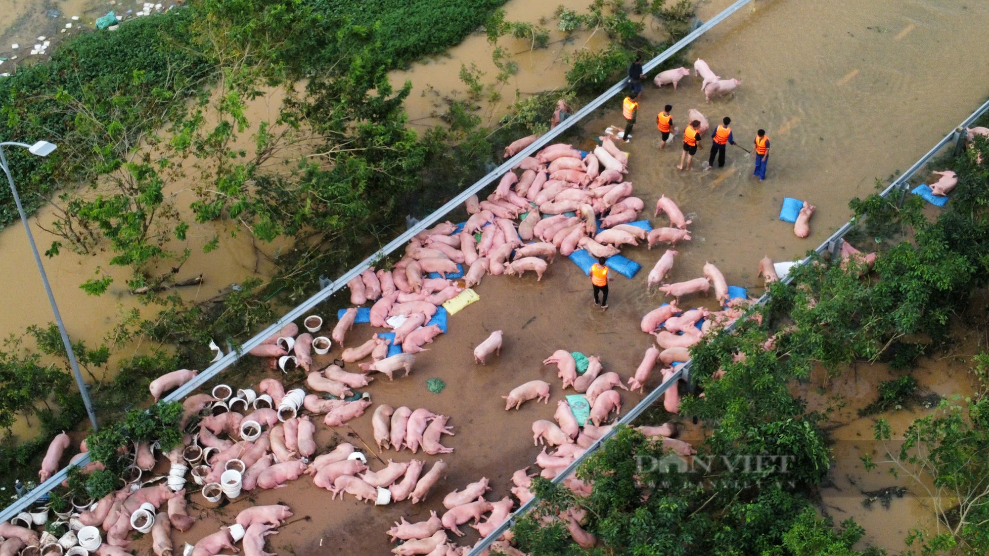 Nước lũ lên cao, nông dân ven đê ở Hưng Yên hối hả tìm mối bán đàn lợn tiền tỷ - Ảnh 9.