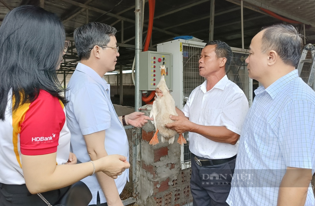 7.000 vịt đẻ bị dập trứng sau siêu bão Yagi, một nông dân ở Quảng Ninh mong được "giải cứu" - Ảnh 2.