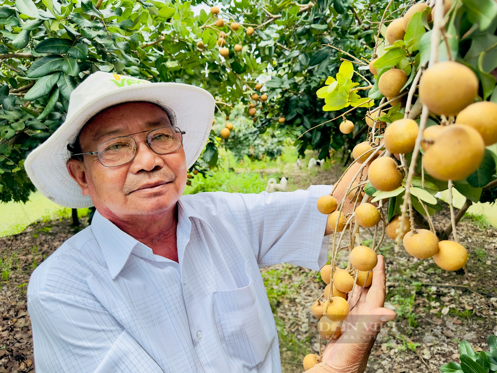 Nông dân Việt Nam xuất sắc 2024 đến từ Đồng Tháp là lão nông thích trồng nhãn và làm từ thiện - Ảnh 1.