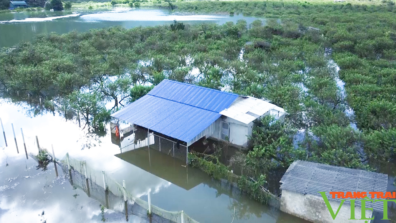 Hàng chục ha mận hậu của công dân Sơn La ngập trong nước lũ - Ảnh 6.