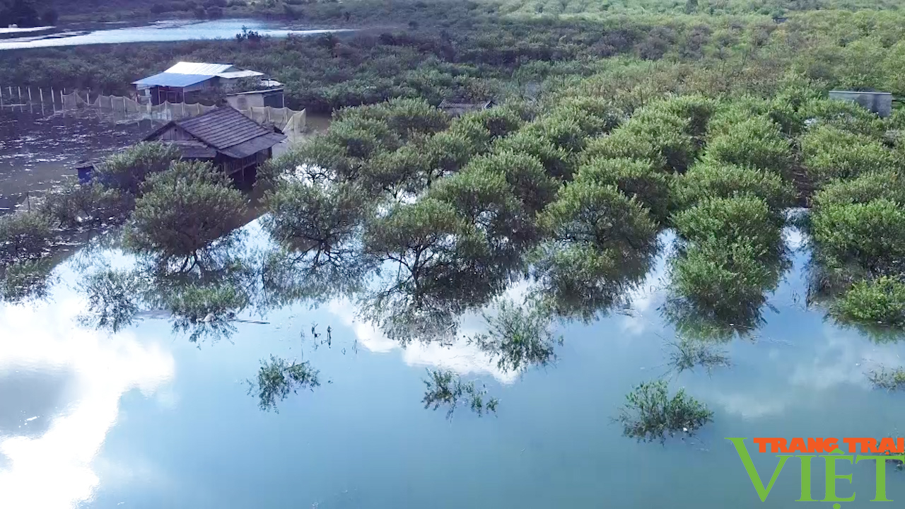 Hàng chục ha mận hậu của công dân Sơn La ngập trong nước lũ - Ảnh 1.