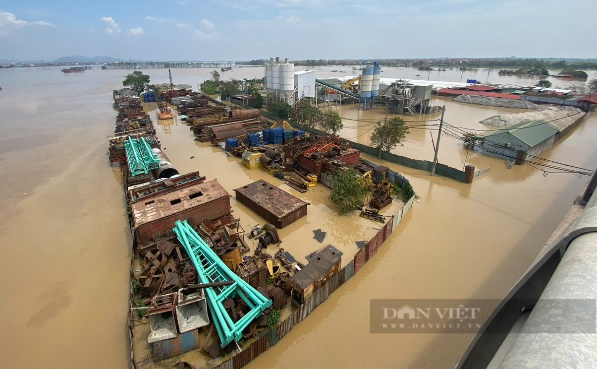 "Giải cứu" hàng nghìn con lợn khỏi dòng nước lũ sông Đuống ở Bắc Ninh, dân lo lắng gần đó là nhà máy nước sạch - Ảnh 3.