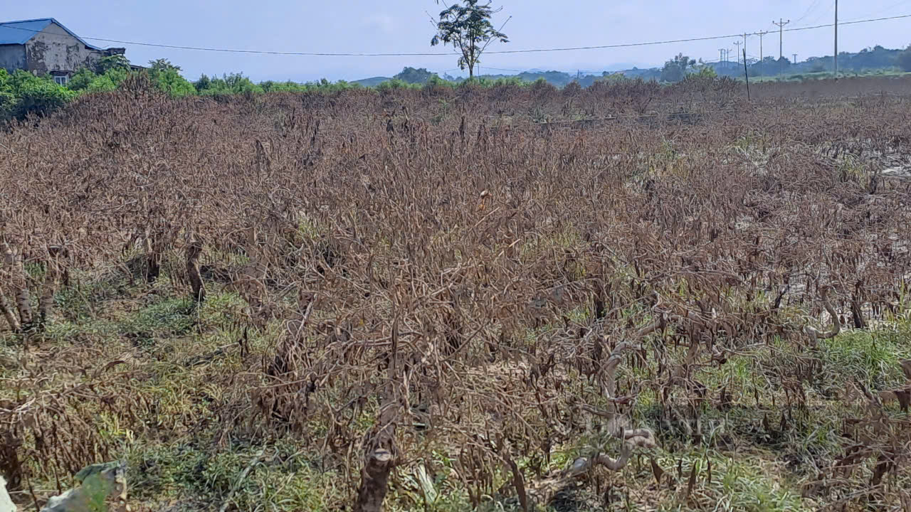 Đào chết khô, người dân làng đào Cam Giá Thái Nguyên khóc ròng vì trắng tay - Ảnh 1.