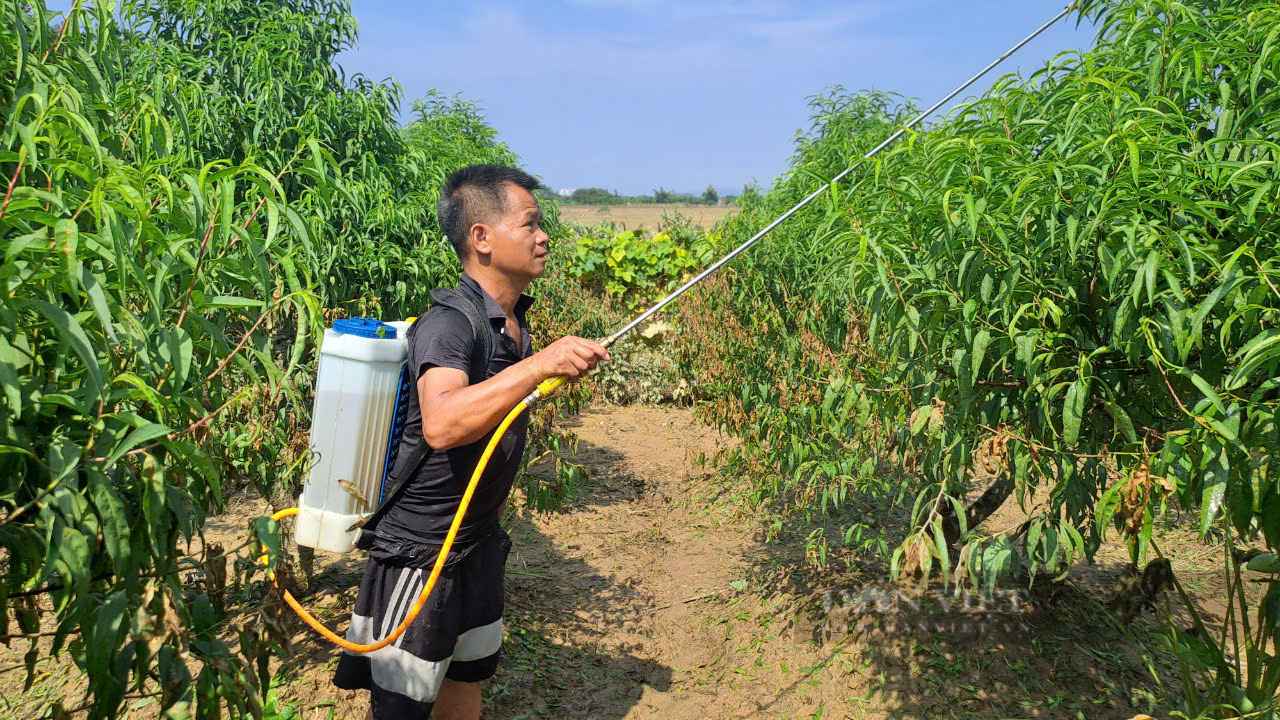 Đào chết khô, người dân làng đào Cam Giá Thái Nguyên khóc ròng vì trắng tay - Ảnh 5.