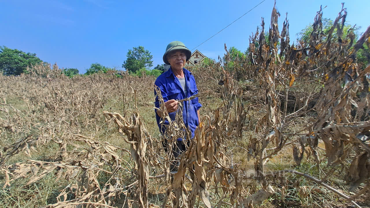 Đào chết khô, người dân làng đào Cam Giá Thái Nguyên khóc ròng vì trắng tay - Ảnh 4.