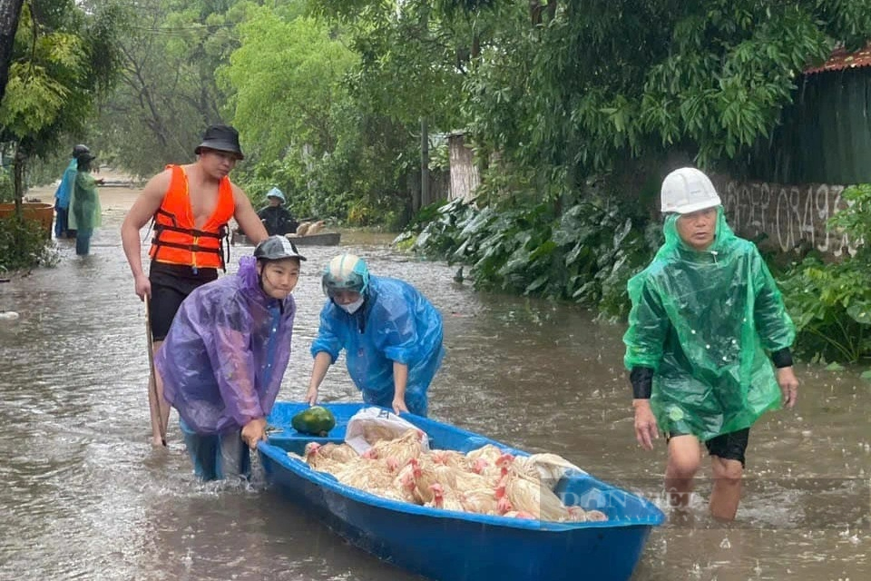 Xót xa, một nông dân Hà Nội mất trắng hàng chục tỷ đồng vì đàn gà khổng lồ chết sạch do nước lũ  - Ảnh 6.