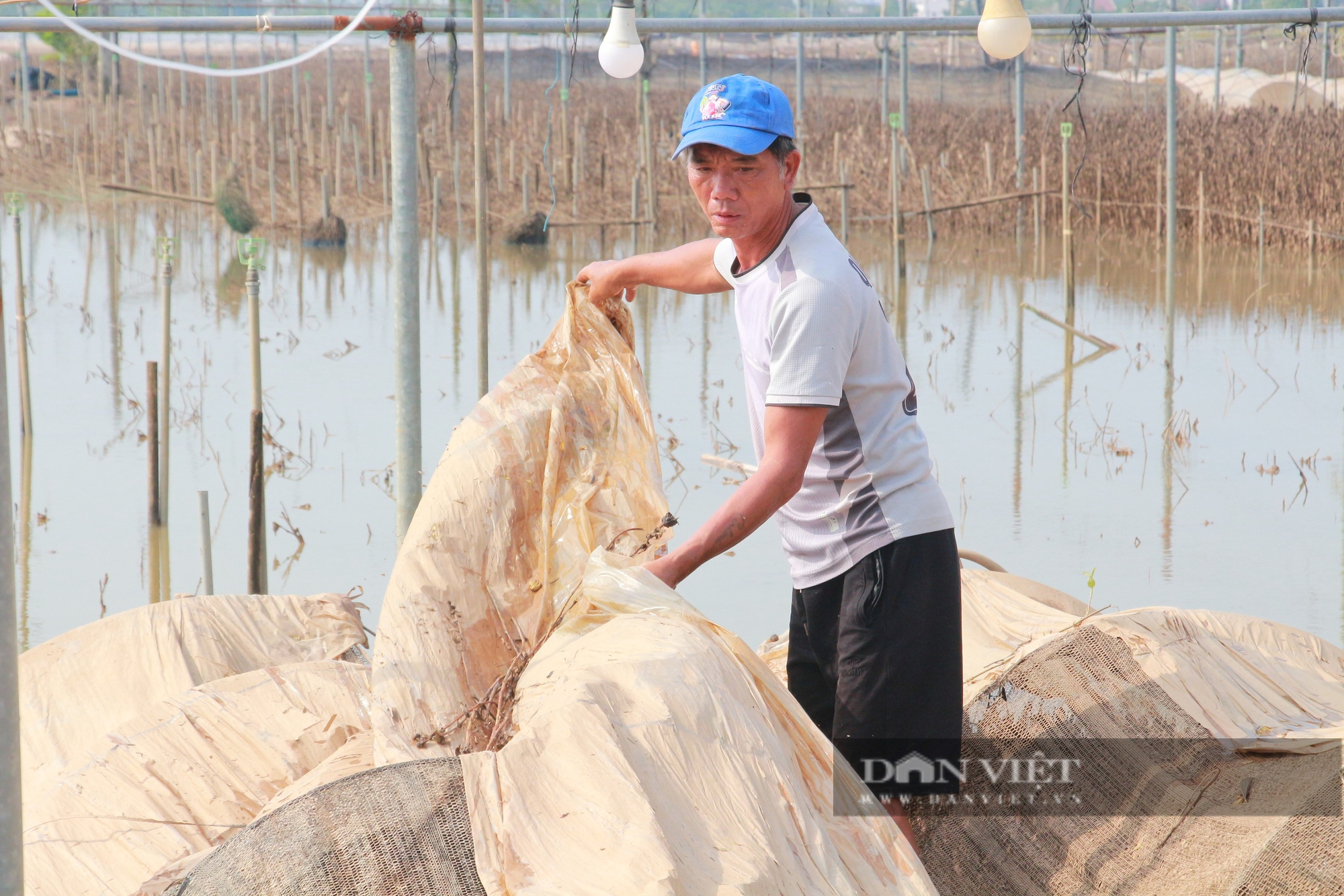 Tan hoang một làng hoa nổi tiếng đất Nam Định, cánh đồng tiền tỷ đang thối rửa, nông dân mất sạch- Ảnh 3.