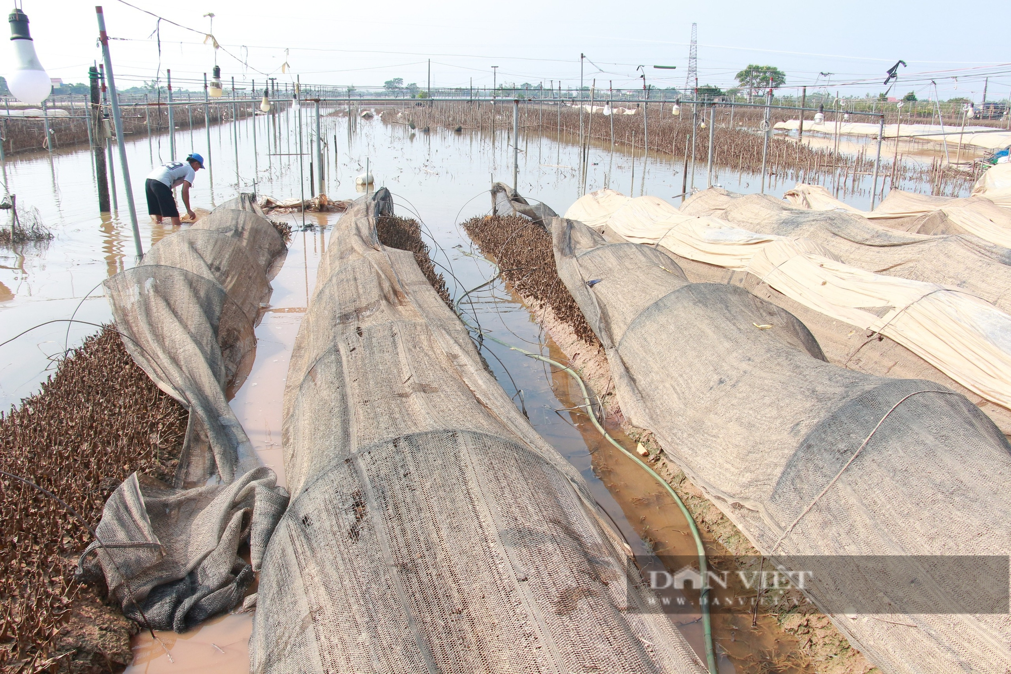 Tan hoang một làng hoa nổi tiếng đất Nam Định, cánh đồng tiền tỷ đang thối rửa, nông dân mất sạch- Ảnh 4.